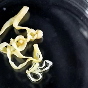 Tapeworms in a petri dish