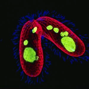 Tetrahymena protozoa