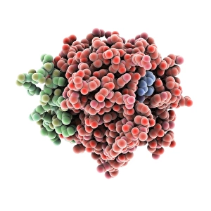 Thrombin protein, molecular model C015 / 7074