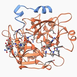 Thrombin protein, molecular model F006 / 9603