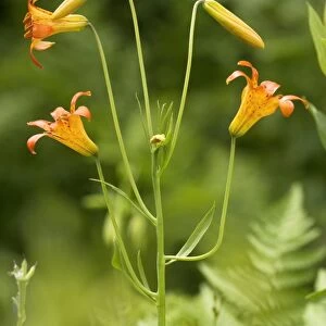 Tiger lily (Lilium parvum)