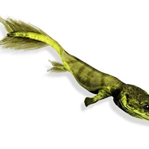Tiktaalik prehistoric fish, artwork