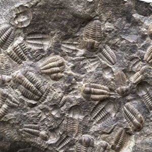 Trilobite Assemblage