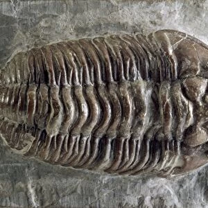 Trilobite fossil C016 / 5617