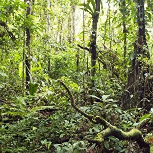 Tropical rainforest C017 / 6812