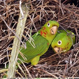 White-eyed parakeets nesting C013 / 9827