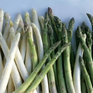 White and green asparagus C014 / 1517