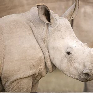 White rhinoceros calf C013 / 9519