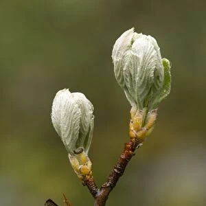 Whitebeam (Sorbus aria)