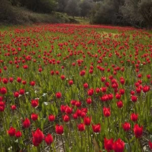 Wild Tulips (Tulipa praecox) C016 / 3454