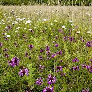 Wildflower meadow, Dorset