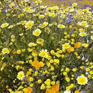 Wildflowers, California