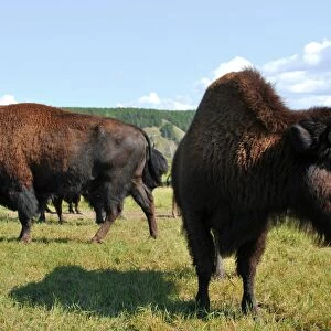 Wood bison, Russia C013 / 5347