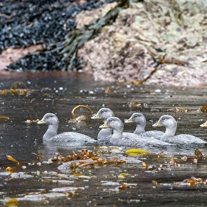 Adult flying steamer ducks, Tachyeres patachonicus, swimming in Lapataya Bay, Tierra del Fuego, Argentina