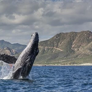 Adult humpback whale (Megaptera novaeangliae), breaching in the shallow waters of Cabo Pulmo