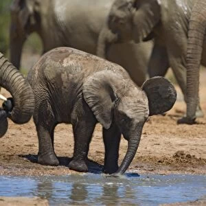 African elephant calf (Loxodonta africana) by water
