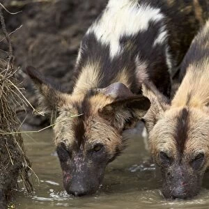 Two African wild dogs (African hunting dog) (Cape hunting dog) (Lycaon pictus) drinking