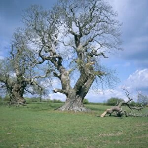 Ancient sweet chestnut tree, Croft Castle, Herefordshire, England, United Kingdom, Europe