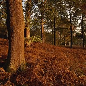 Autumnal colours, Clumber Park, Nottinghamshire, England, United Kingdom, Europe