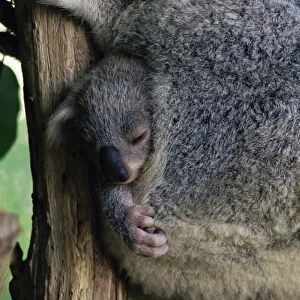 Baby koala bear (Phascolarctos cinereus) in pouch, Brisbane, Queensland