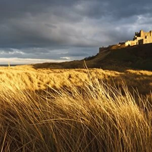 Bamburgh Castle and marram grass (ammophila arenaria) lit by golden evening light, Bamburgh, Northumberland, England, United Kingdom, Europe
