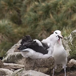 Black browed albatross chick being fed by adult, West Point Island, Falkland Islands