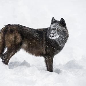 Black fox (Vulpes vulpes), Montana, United States of America, North America