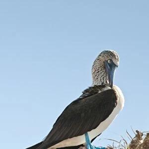 Blue-footed booby (Sula nebouxii), Isla Marietas National Park, UNESCO Biosphere Reserve, Puerto Vallarta, Jalisco, Mexico, North America