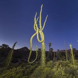 Boojum (Cirio) (Fouquieria columnaris) tree at sunset, Rancho Santa Inez, Baja California