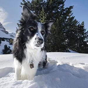 Border collie playing in the snow, Trentino-Alto Adige, Italy, Europe