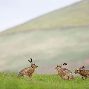 Brown hares (Lepus europaeus), Lower Fairsnape Farm, Bleasdale, Lancashire