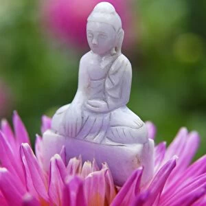 Buddha in dahlia flower, Paris, France, Europe