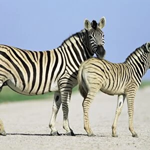 Burchells (Plains) zebra