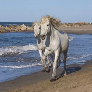 Camargue horses running on the beach, Bouches du Rhone, Provence, France, Europe