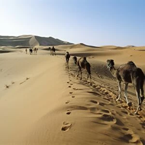 Camels walking across desert