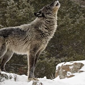 Captive gray wolf (Canis lupus) howling in the snow, near Bozeman, Montana