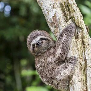 A captive pet brown-throated sloth (Bradypus variegatus), San Francisco Village, Loreto