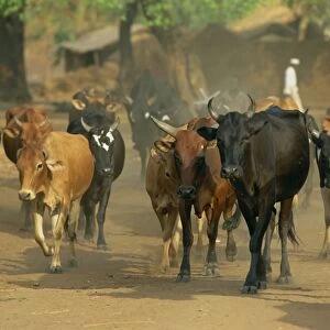 Cattle herded through village