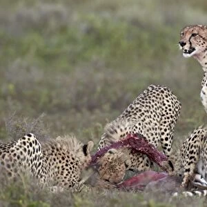Cheetah (Acinonyx jubatus) family at a kill, Serengeti National Park, Tanzania, East Africa, Africa