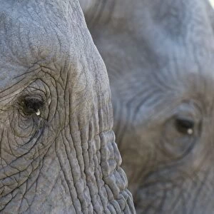 Close-up of two African elephants (Loxodonta africana), Khwai Concession, Okavango Delta