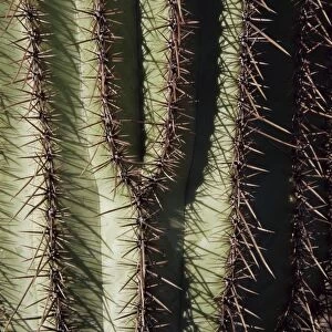 Close-up of Saguaro cactus (Carnegiea gigantea)