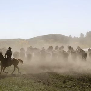 Cowboy pushing herd at Bison Roundup, Custer State Park, Black Hills, South Dakota
