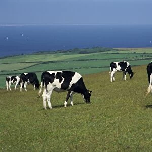 Cows in a field, Isle of Purbeck, Dorset, England, United Kingdom, Europe