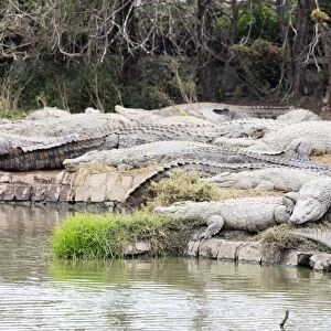 Crocodile Farm, Nile crocodile (Crocodylus niloticus), Antananarivo, Madagascar, Africa