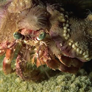 A decorator crab camouflages himself by attaching living sponges and anemones