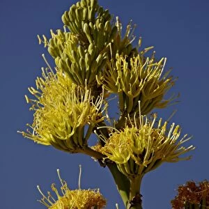Desert Agave (Century Plant) (Agave Deserti), Anza-Borrego Desert State Park