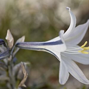 Desert Lily (Hesperocallis undulata), Anza-Borrego Desert State Park, California