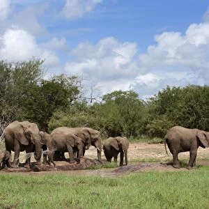 Elephant herd, Kruger National Park, South Africa, Africa