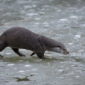 European River Otter