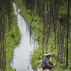 Floating Gardens, Inle Lake, Shan State, Myanmar (Burma), Asia